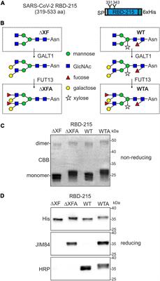Impact of Specific N-Glycan Modifications on the Use of Plant-Produced SARS-CoV-2 Antigens in Serological Assays
